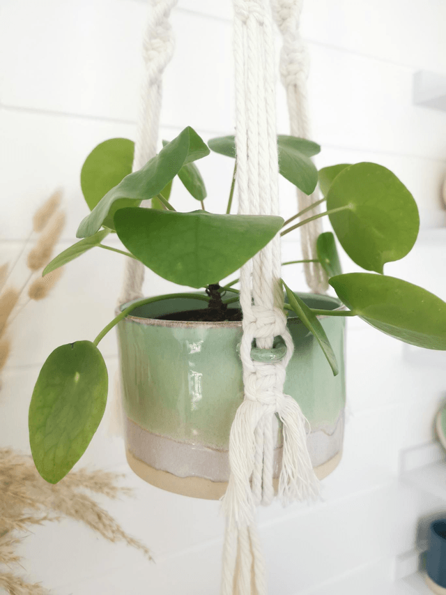 *Limited Edition - Macrame Hanging Planter 